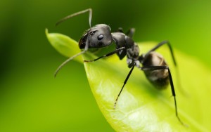 Hormiga-en-una-Hoja-Verde_Fondos-HD-de-Insectos