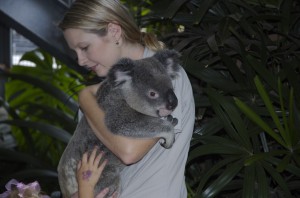 Koala_-_Australia_Zoo_-_Beerwah_Queensland_Australia_-_Flickr_-_Cindy_Andrie