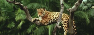 Jaguar in a tree, Brazil