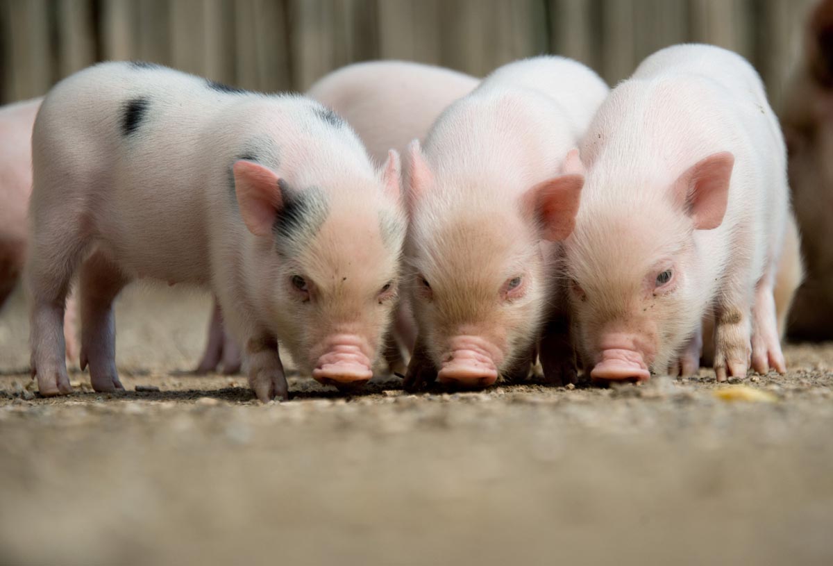 Three minipigs stand in their enclosure at the zoo in Hanover, central Germany, on August 13, 2013. Minipig mother Marianne gave birth to ten baby minipigs on July 20, 2013 at the zoo. AFP PHOTO / DPA / JOCHEN LUEBKE / GERMANY OUTJOCHEN LUEBKE/AFP/Getty Images ORG XMIT: