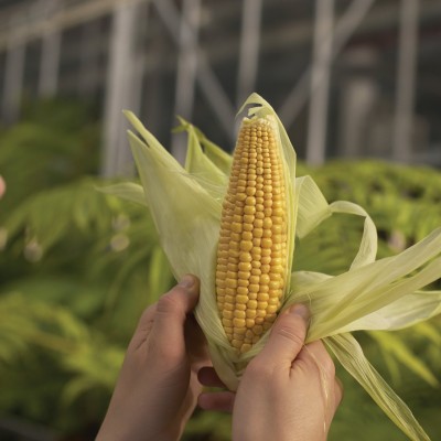  Chefs y gastrónomos piden mantener veto a siembra de maíz transgénico