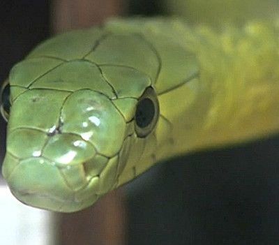  A punto de acabarse uno de los antídotos más eficaces contra el veneno de serpientes