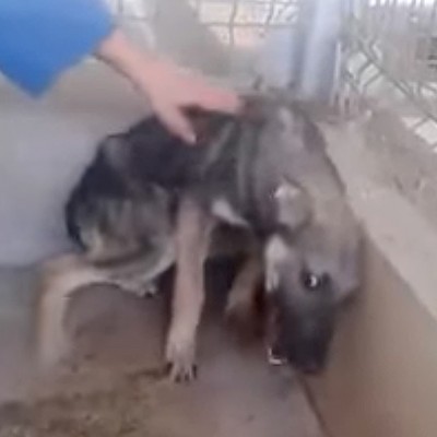  (Video) Reacción de un perro maltratado al ser acariciado por primera vez conmueve la red
