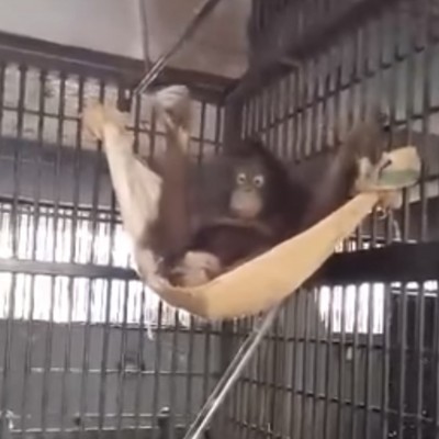  (Video) Orangután aprende a construir hamaca para descansar