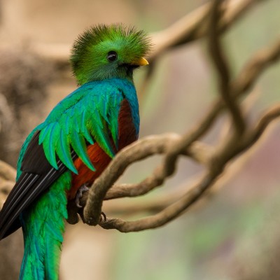  El Quetzal, ave emblemática de Mesoamérica, al borde de la extinción