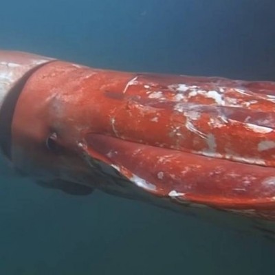  (Video) Captan calamar gigante en las costas de Japón