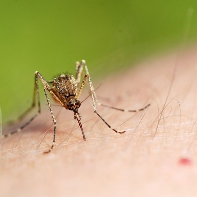  El zika se expande en América Latina