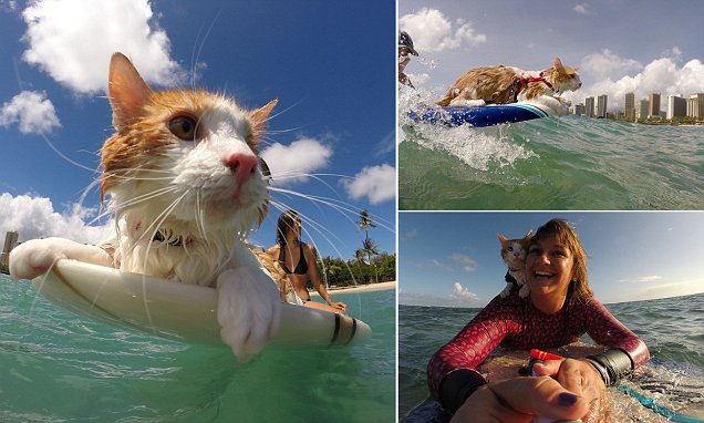 Картинки по запросу kuli the surfing cat