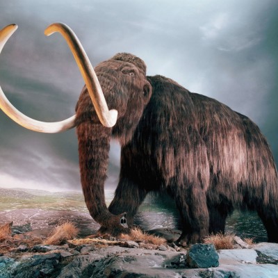  Analizan restos de mamut en SLP