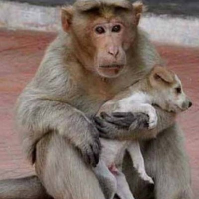  Mono adopta a perro callejero; las imágenes le dan la vuelta al mundo