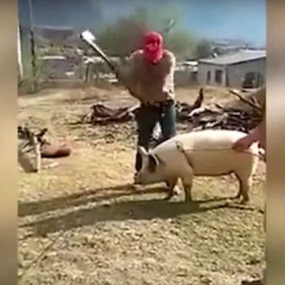  (Video) Granjero intenta matar cerdo y el “karma” lo sorprende