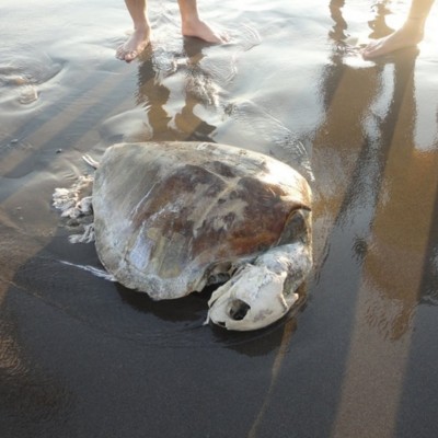  Más de 100 tortugas murieron envenenadas por diésel en Guerrero