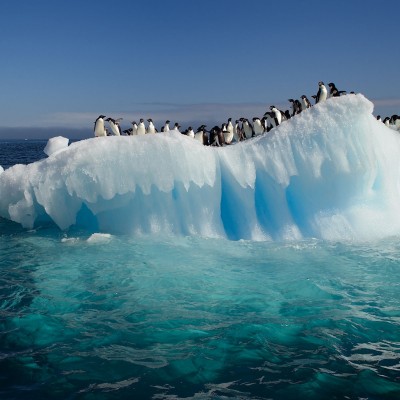  Reportan muerte de 150 mil pingüinos en la Antártida en sólo 2 años
