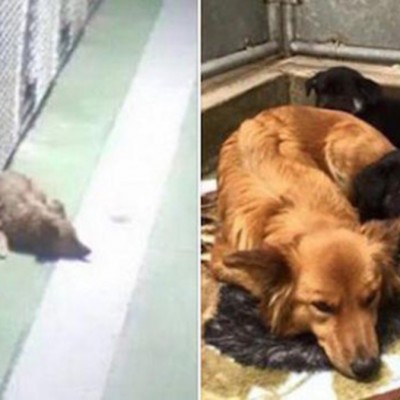  (Video) Perrita escapa de su jaula para consolar a cachorros