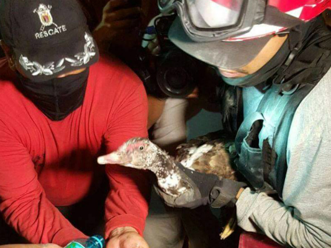  Animales también luchan por sobrevivir; rescatan a pato en Ecuador 96 horas después del sismo