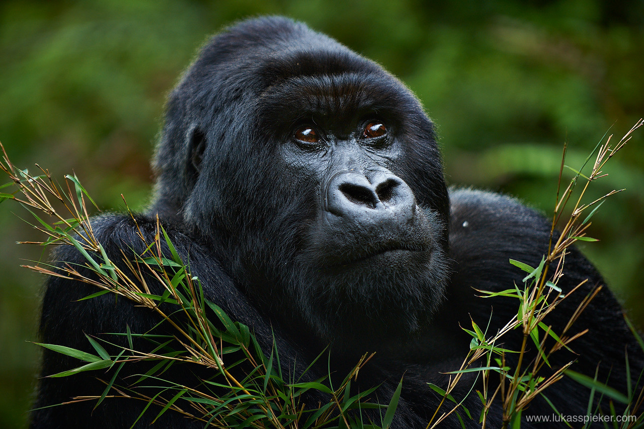  El gorila más grande del mundo está por extinguirse