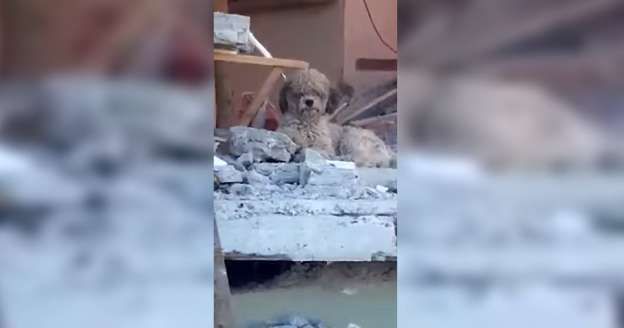  (Video) Perrito no abandona su hogar tras muerte de sus dueños en terremoto de Ecuador