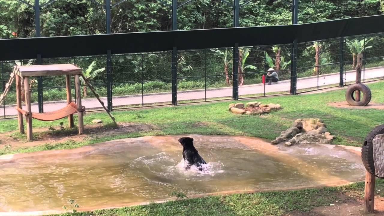  (Video) La reacción de un oso al entrar al agua por primera vez tras años de encierro