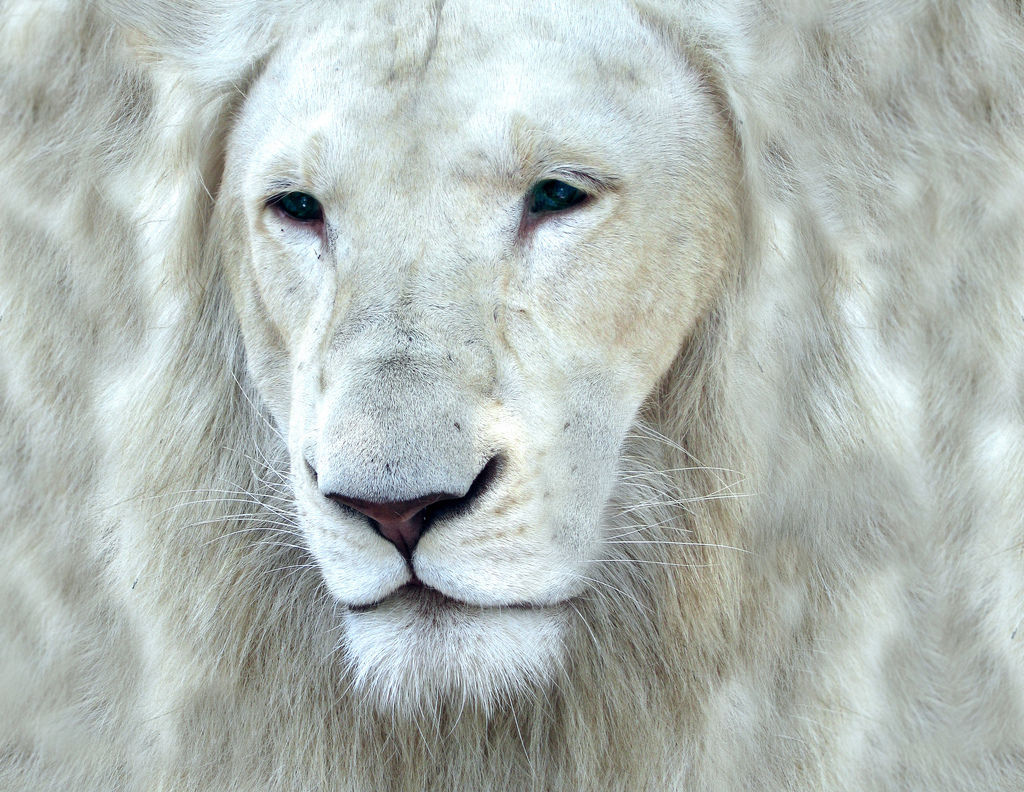  León blanco muere de cáncer en zoológico de Morelia