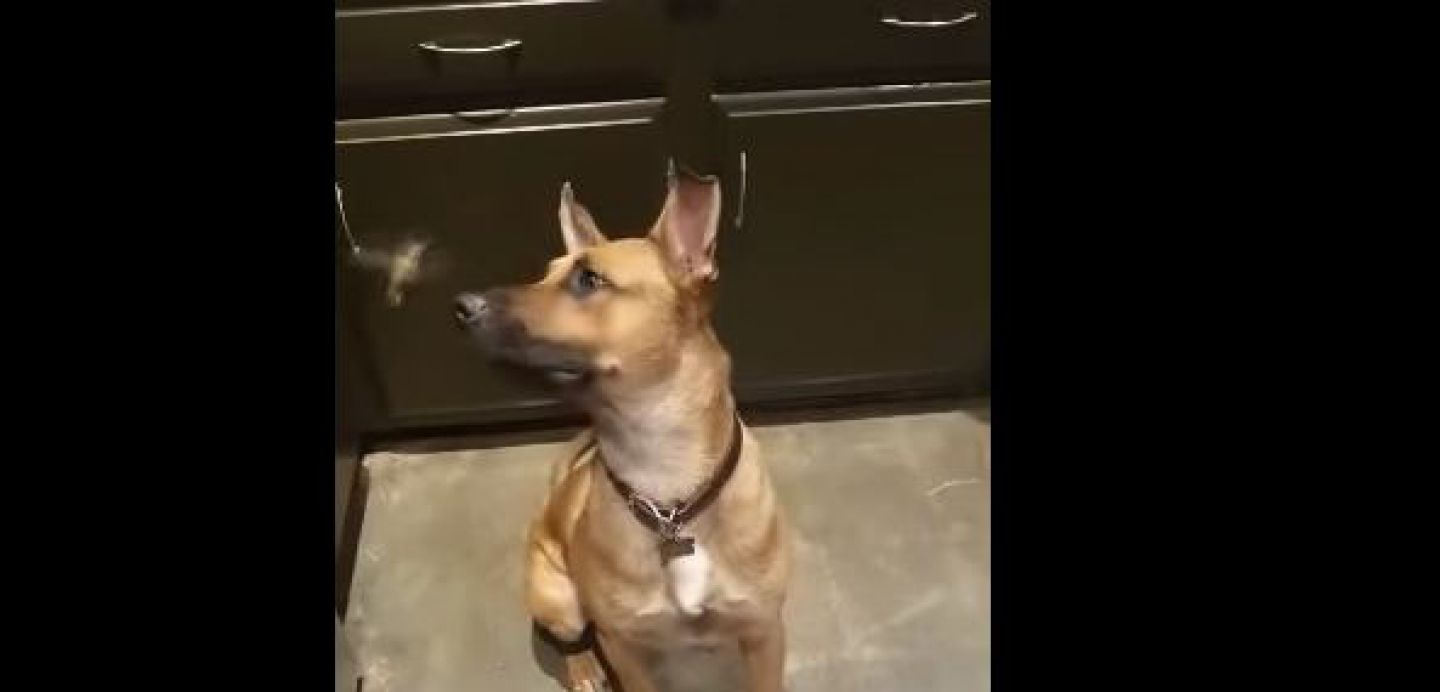  (Video) Tras rescatar a colibrí, la amistad entre éste y perro se hacen virales