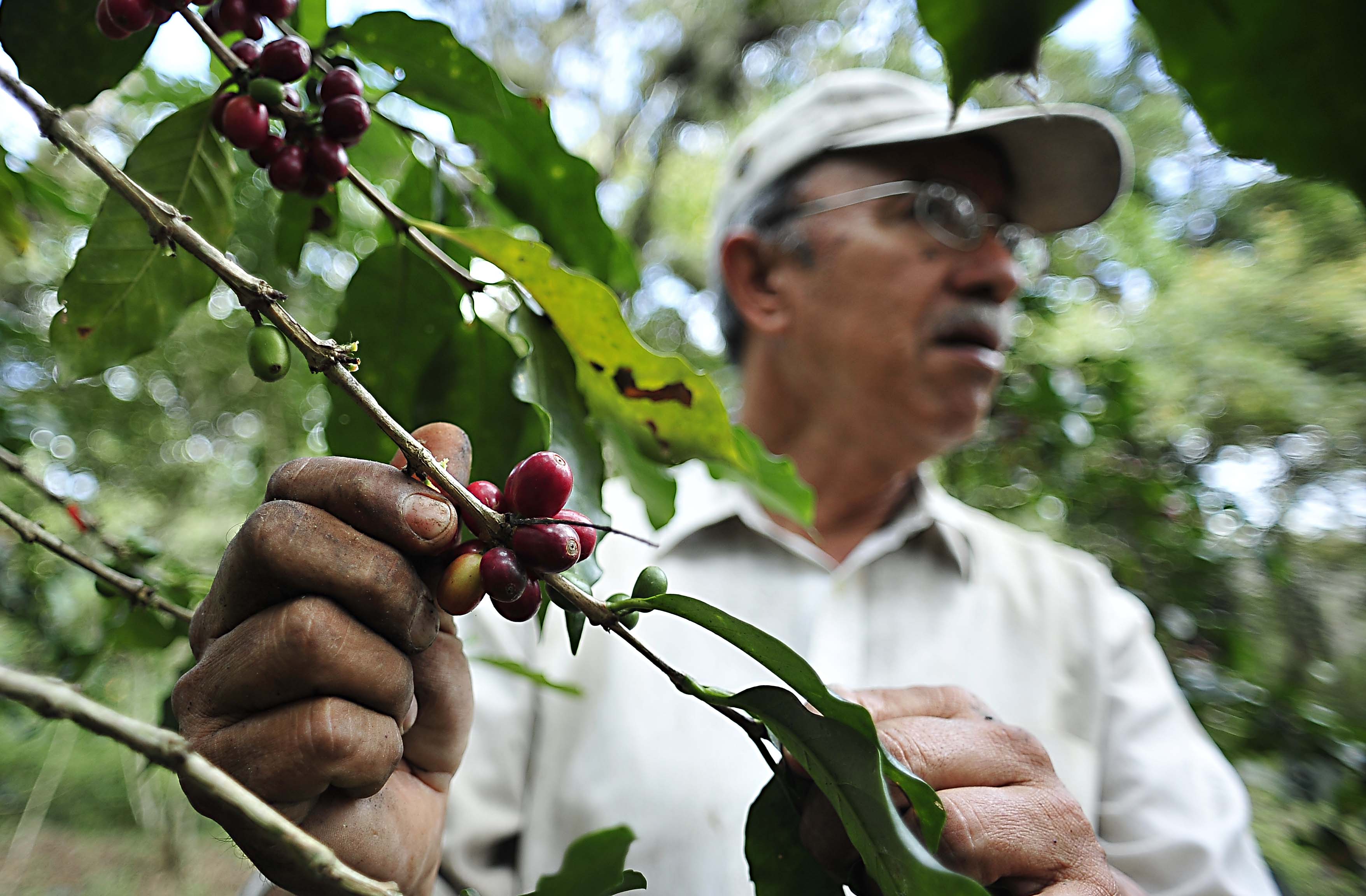  Así es como el cambio climático afecta la producción de café