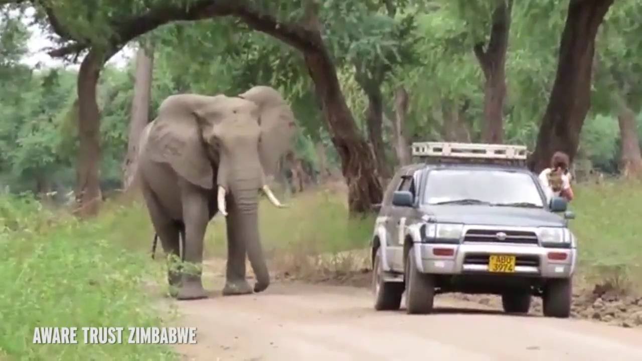  (Video) Elefante busca ayuda luego de recibir disparo en la cabeza