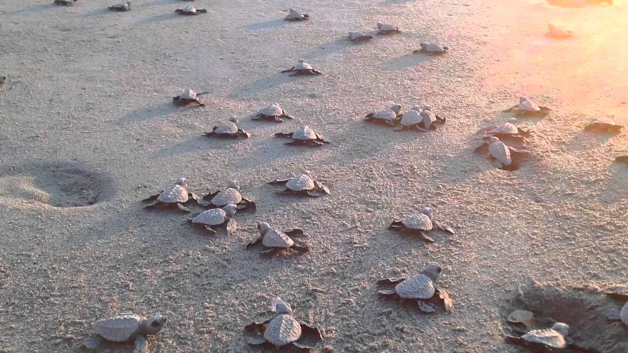  Inicia arribo de tortugas marinas a costas michoacanas