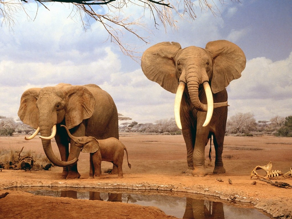  Población de elefantes africanos se reduce 8% anualmente