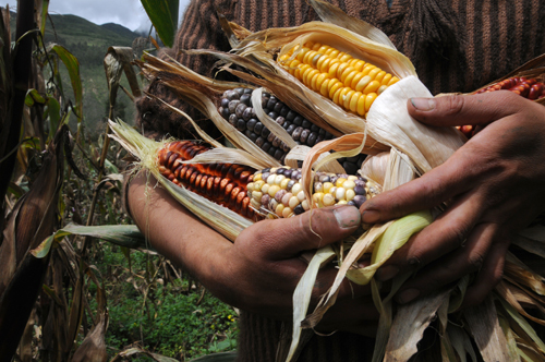  México puede recuperar soberanía alimentaria si sale la agricultura del Tratado de Libre Comercio
