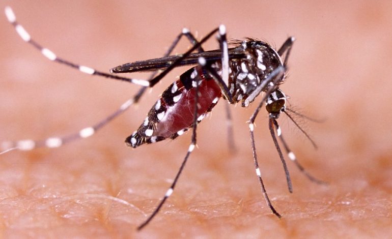  Registra SLP 162 casos de dengue