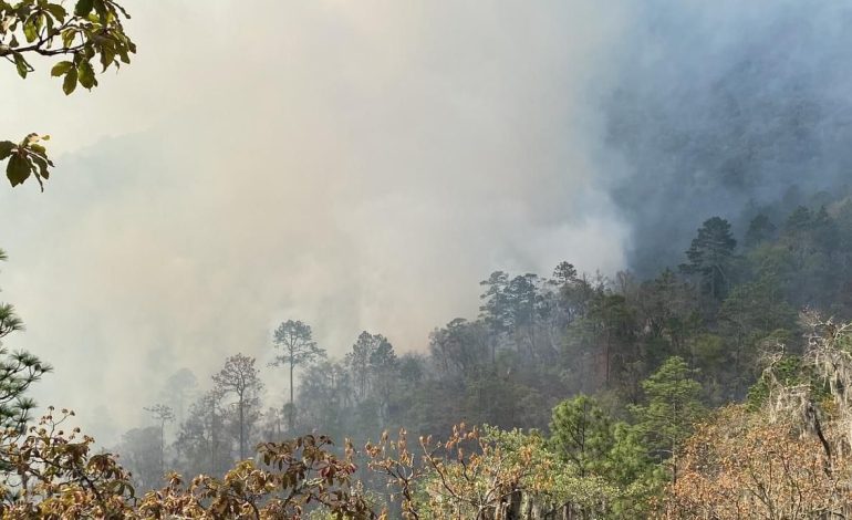  Activistas piden a Semarnat apoyo de Sedena para combatir incendio en la Sierra del Camarón