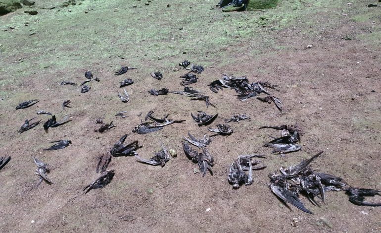  Ecocidio en el Sótano de las Golondrinas con aval del gobierno estatal
