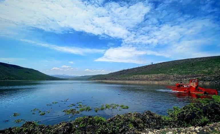  Ayuntamiento de SLP proyecta remoción de lirio acuático en la presa San José