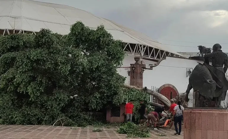  Cuatro árboles caídos debido a las lluvias en la capital