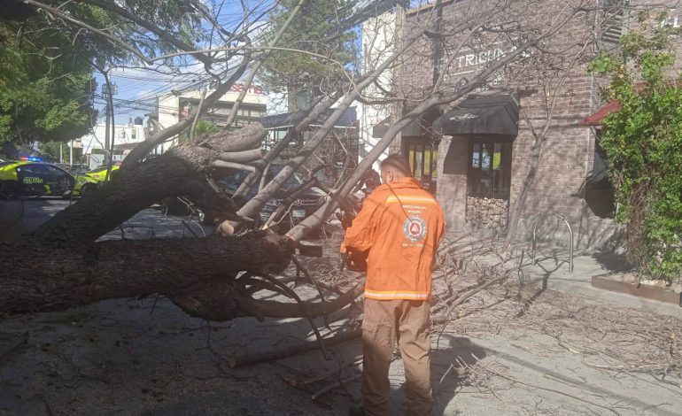  Fuertes vientos provocan caída de árboles y cierre de espacios públicos en SLP